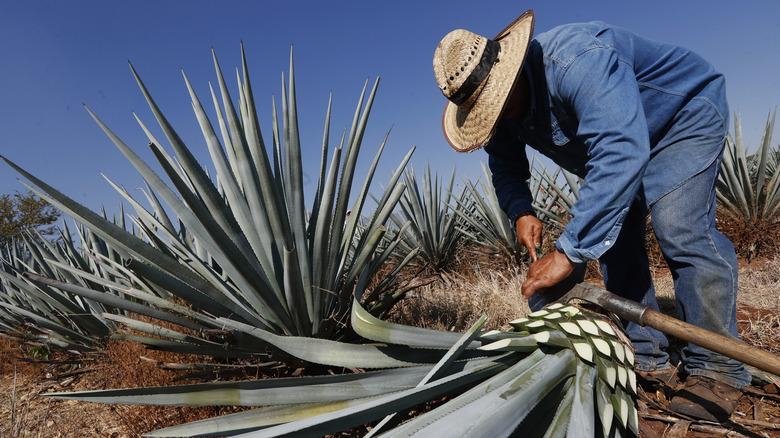 A jimador harvesting agave in the field