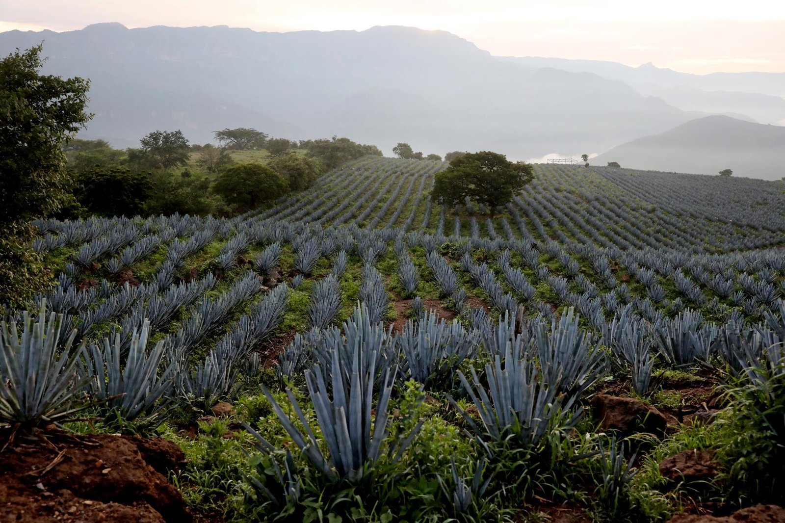 Agave fields stretching toward the mountains